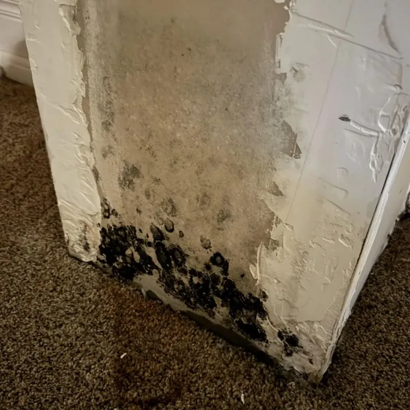Professional Mold Removal in Martinsville, IN